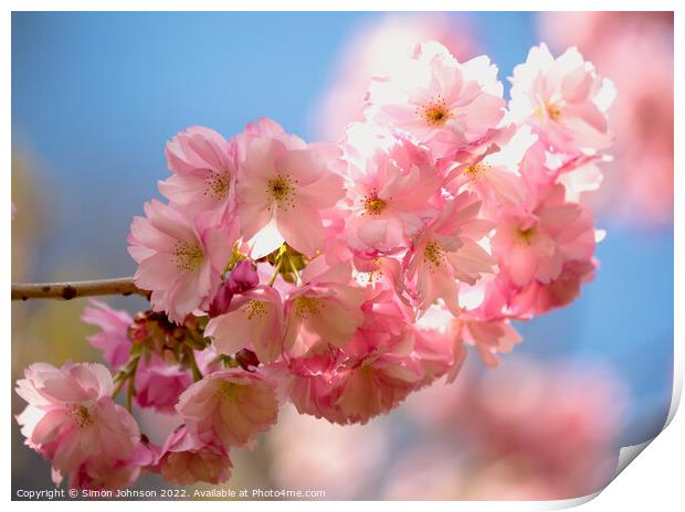 pink Blossom Print by Simon Johnson