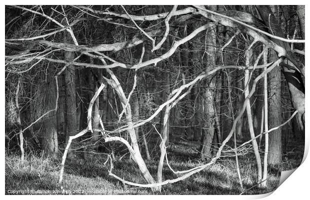woodland chaos Print by Simon Johnson