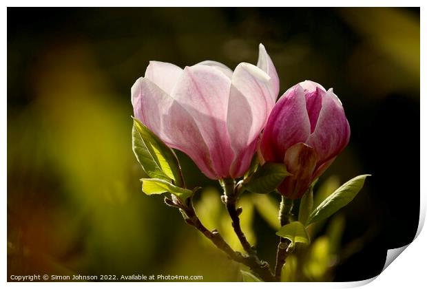 Sunlit Magnolia Print by Simon Johnson