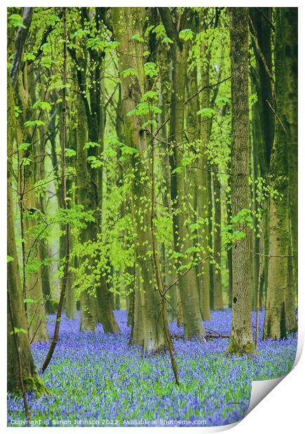 bluebells Print by Simon Johnson