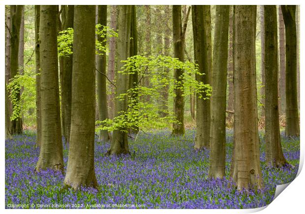 woodland bluebells Print by Simon Johnson
