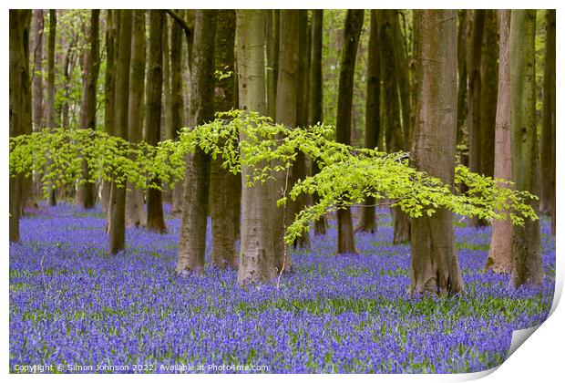 leaves and bluebells Print by Simon Johnson