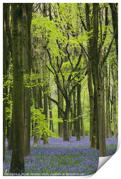 ~Bluebell Woodland Print by Simon Johnson