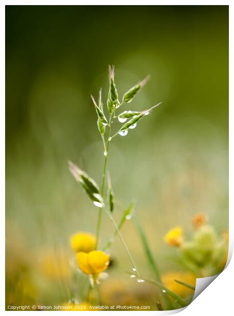 grass with morning dew Print by Simon Johnson