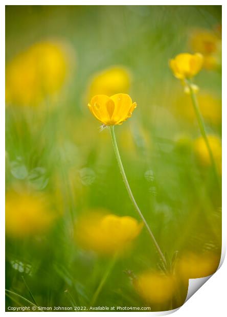 sunlit buttercup flower Print by Simon Johnson
