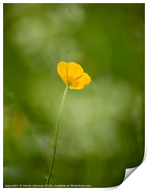 buttercup flower Print by Simon Johnson