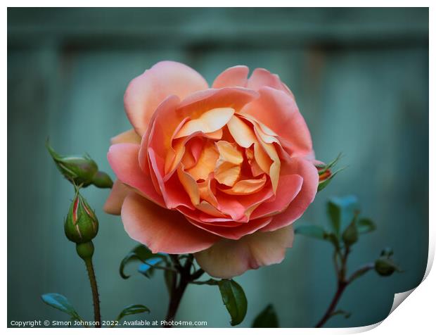 Orange Rose Print by Simon Johnson