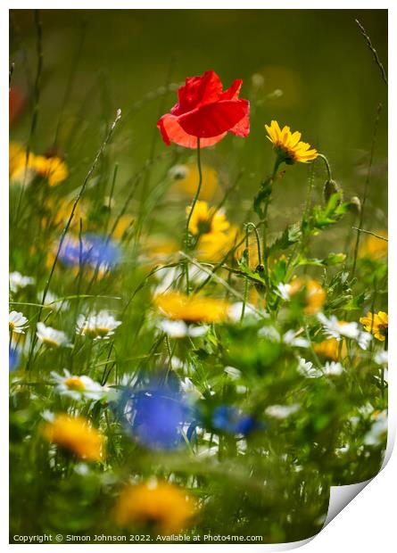 Wind blown Poppy flower Print by Simon Johnson