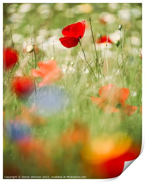 Poppy and meadow flowers Print by Simon Johnson