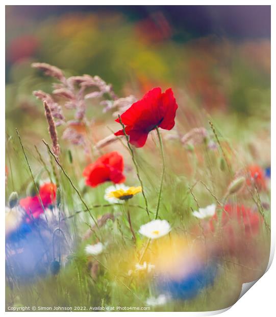 poppy Print by Simon Johnson