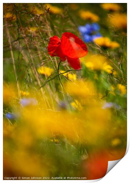 Sunlit Poppy flower Print by Simon Johnson