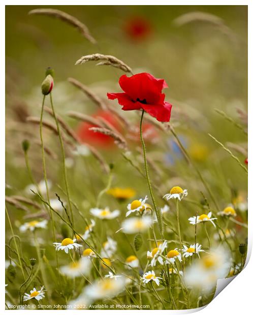 WInd blown Poppy flower Print by Simon Johnson