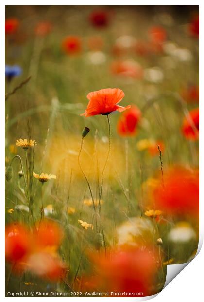 Poppy flower  Print by Simon Johnson