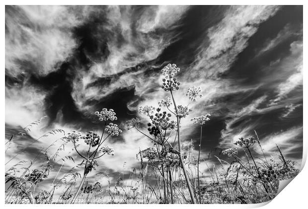 Grasses against the sky Print by Simon Johnson