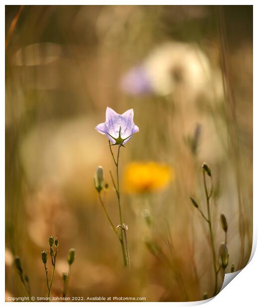 meadow flower Print by Simon Johnson