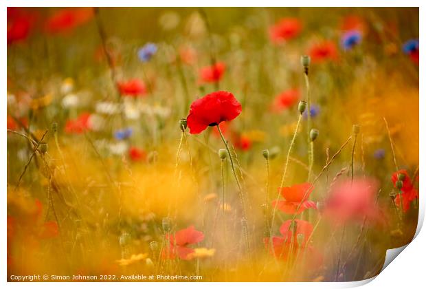 Poppies and meadow flowers  Print by Simon Johnson