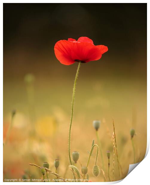 A close up of a poppy flower  Print by Simon Johnson
