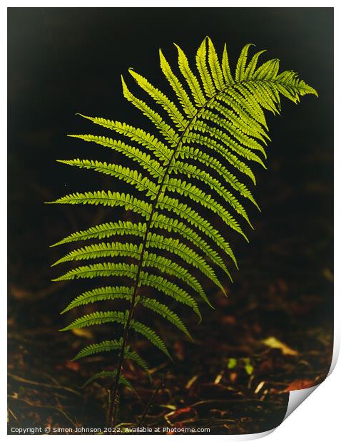 Luminous fern leaf Print by Simon Johnson