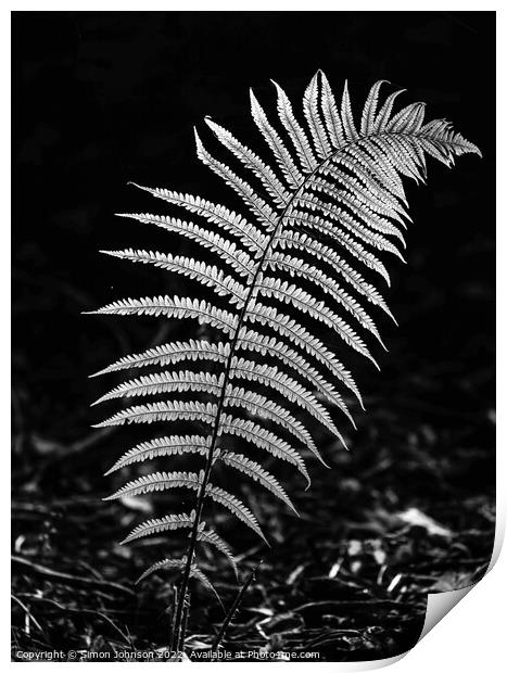 luminous fern leaf  in monochrome  Print by Simon Johnson