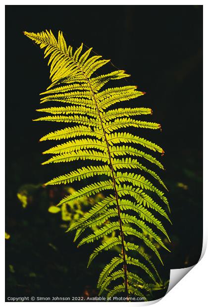 luminous fern Print by Simon Johnson