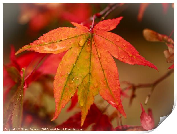 Autumnal acerleaf Print by Simon Johnson