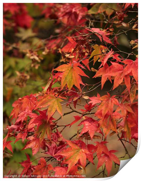 Autumnal leaves Print by Simon Johnson