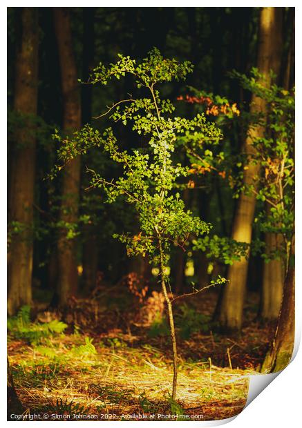 sunlitt tree Print by Simon Johnson