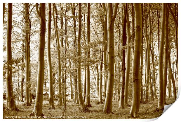 woodland Sepia Print by Simon Johnson