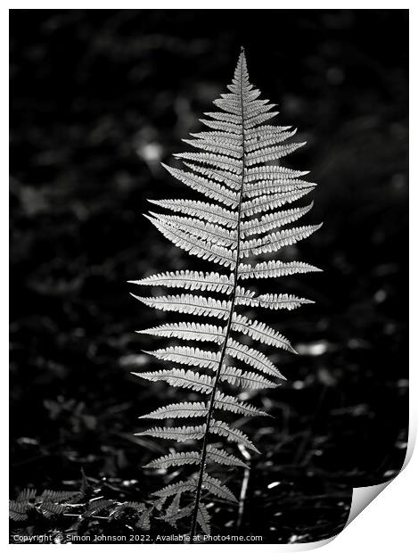 sunlit fern Print by Simon Johnson