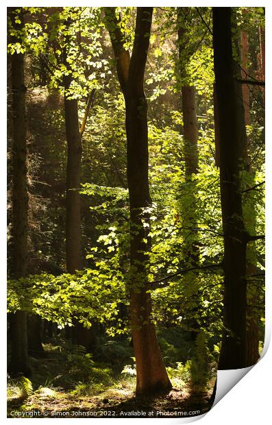 sunlit woodland  Print by Simon Johnson