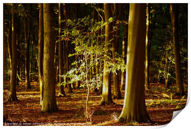 Sunlit  Tree Print by Simon Johnson