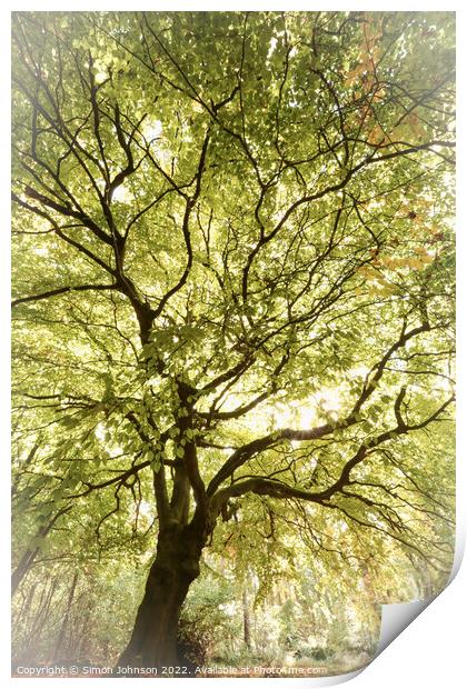 tree profile Print by Simon Johnson