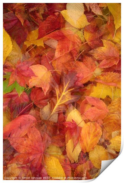 Autumn  Leaves Print by Simon Johnson
