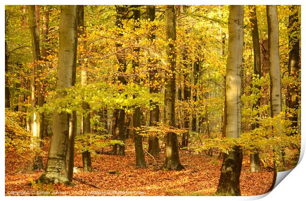 Autumn woodland  Print by Simon Johnson