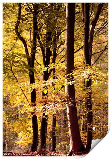 Sunlit Beech trees Print by Simon Johnson