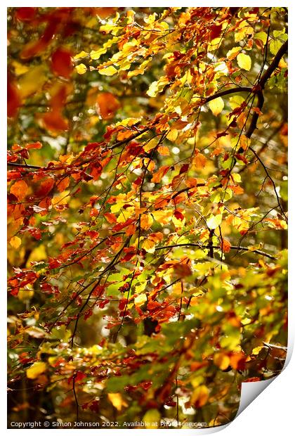 sunlit leaves  Print by Simon Johnson