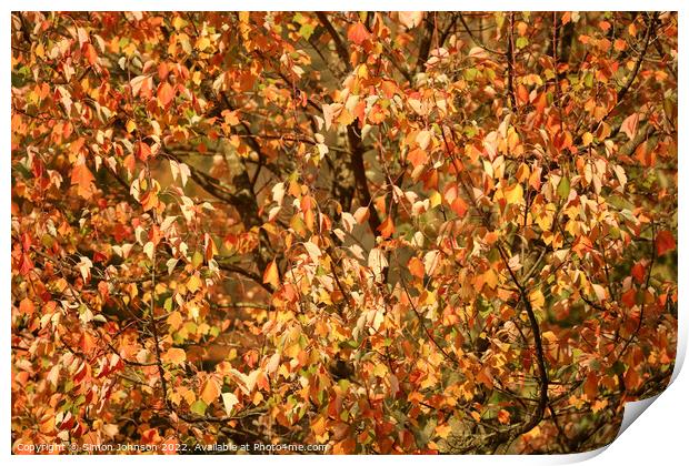 multitude of sunlit autumnal leaves Print by Simon Johnson