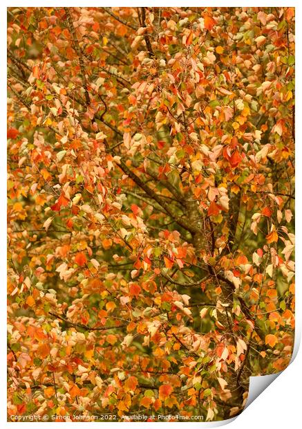Autumn leaves Print by Simon Johnson