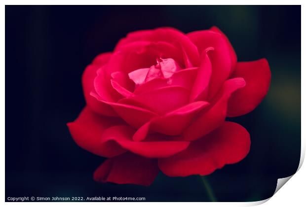 rose flower Print by Simon Johnson