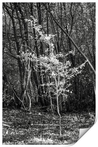 Sunlit tree in Monochrome  Print by Simon Johnson