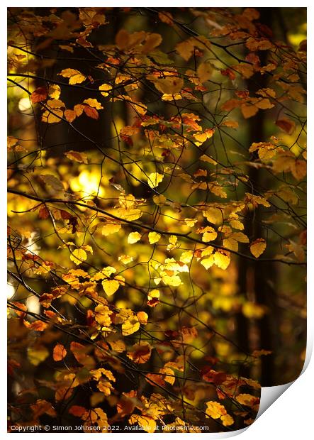 sunlit autumn leaves Print by Simon Johnson