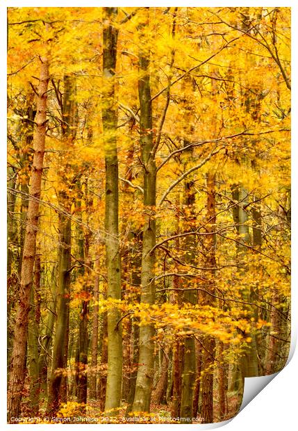 Wind blown autumn woodland Print by Simon Johnson