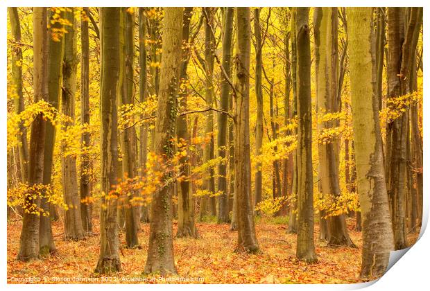 Autumnal woodland  Print by Simon Johnson