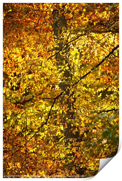 sunlit autumn Leaves Print by Simon Johnson
