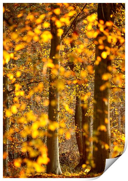 sunlit autumnal trees Print by Simon Johnson