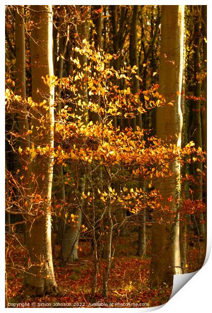 sunlit Beech tree Print by Simon Johnson