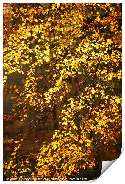 Sunlit autumn leaves Print by Simon Johnson
