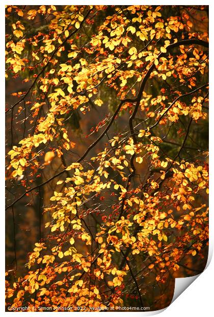 Sunlit Beech leaves Print by Simon Johnson