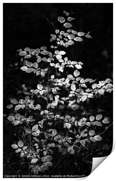 sunlit leaves in monochrome  Print by Simon Johnson