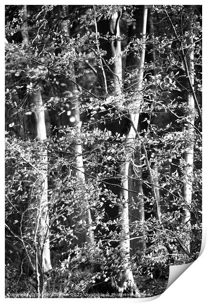 Sunlit woodland in Monochrome Print by Simon Johnson